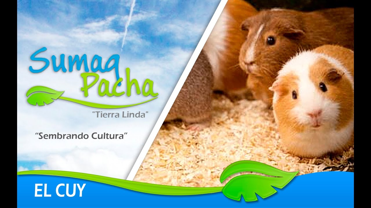 EL CUY REY DE LOS ANDES(Guinea Pig)