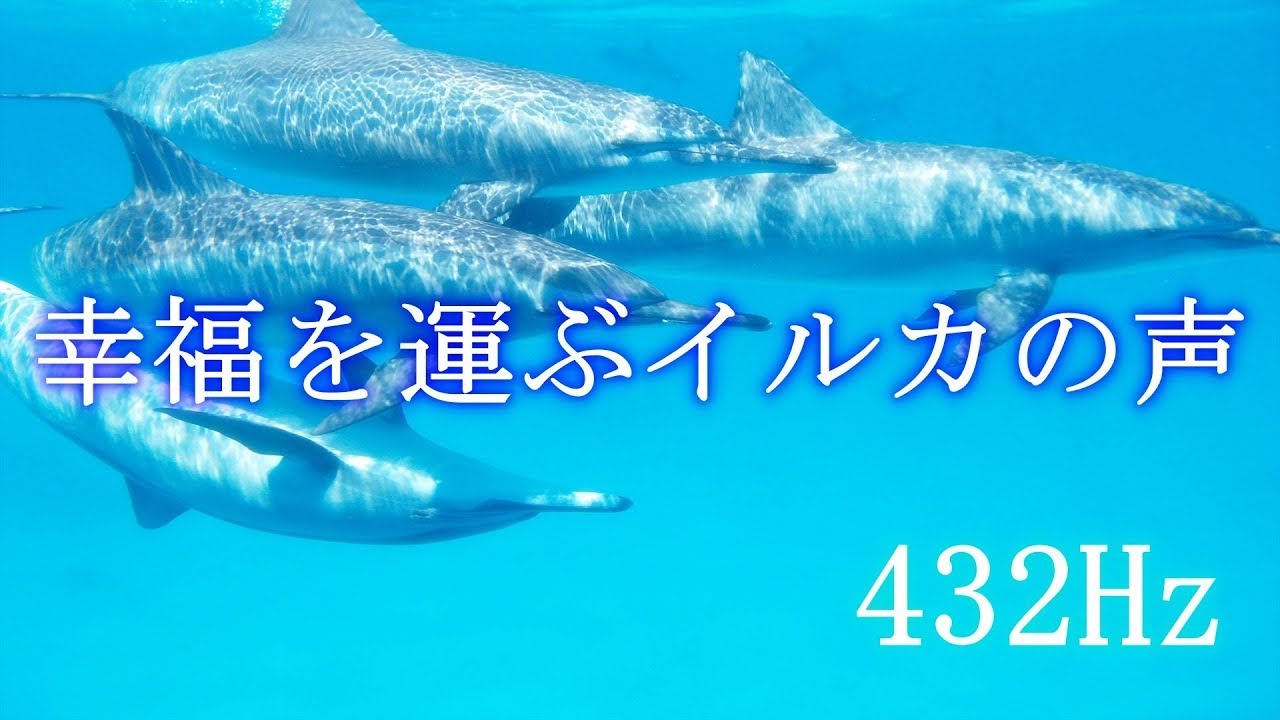 【イルカの声🐬癒しと開運】幸福を運ぶイルカの声と 432Hzソルフェジオ周波数の相乗効果で心と体が元気になる瞑想音楽 🌿自然音｜睡眠用bgm・作業用bgm・勉強用bgm