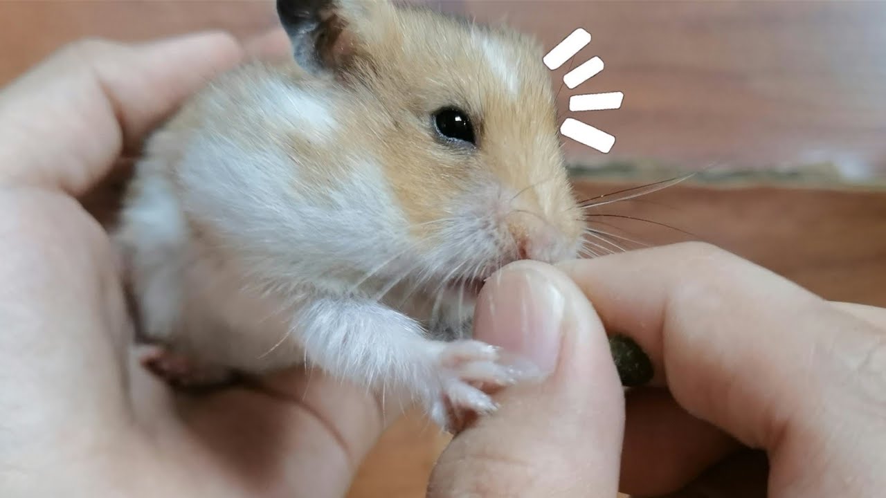 Is She Behaved Or Silly Hamster? 🐹