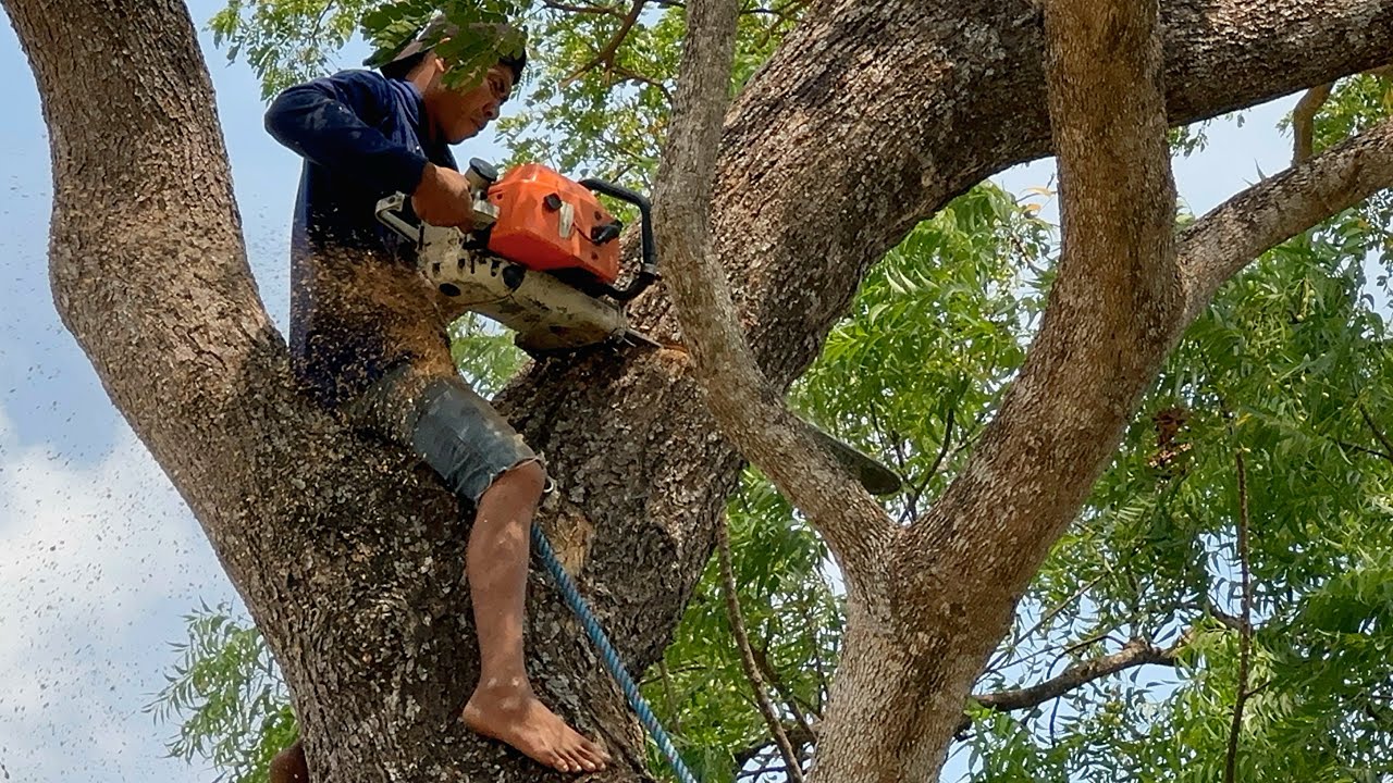 Cut down hollow trembesi tree, Stihl 070 chainsaw.