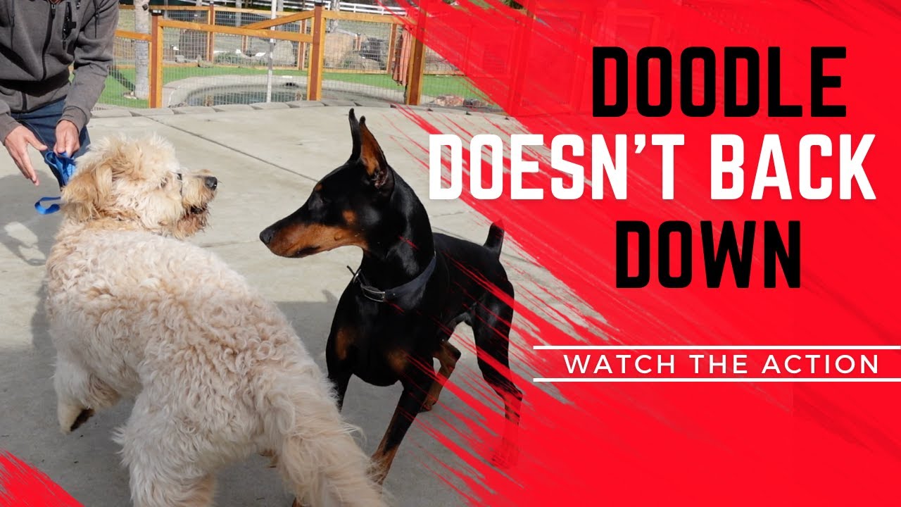 Goldendoodle isn't letting Prince boss him around