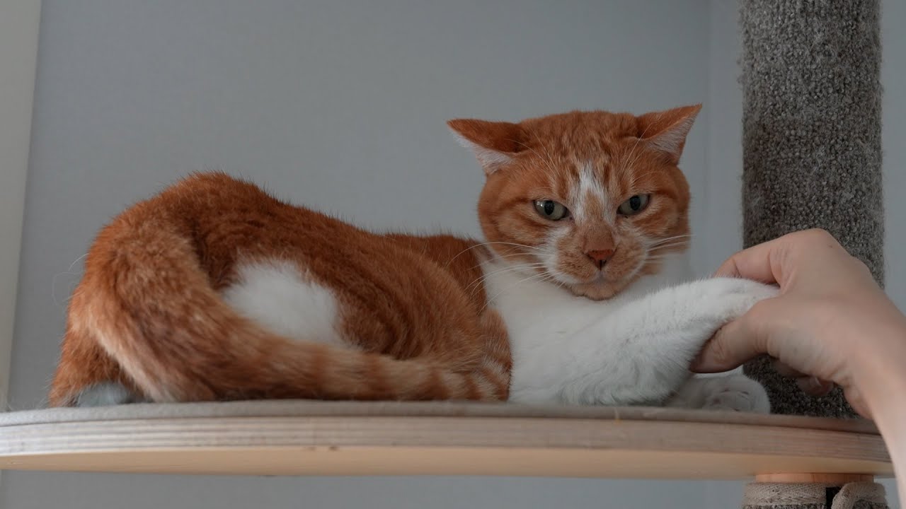 길고양이 집에 데려온지 5년째, 얼마나 달라졌을까? (그리고 인간 디디...)