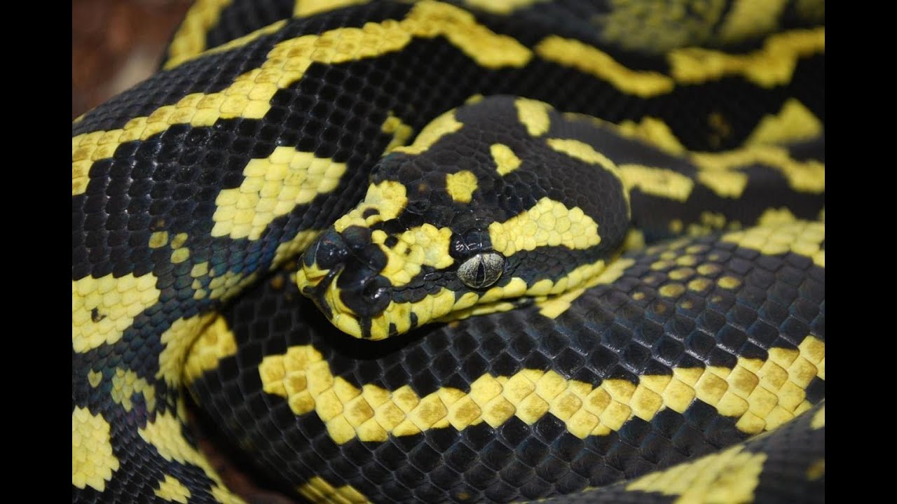 Australian Reptile Show! SnakeBtyesTV