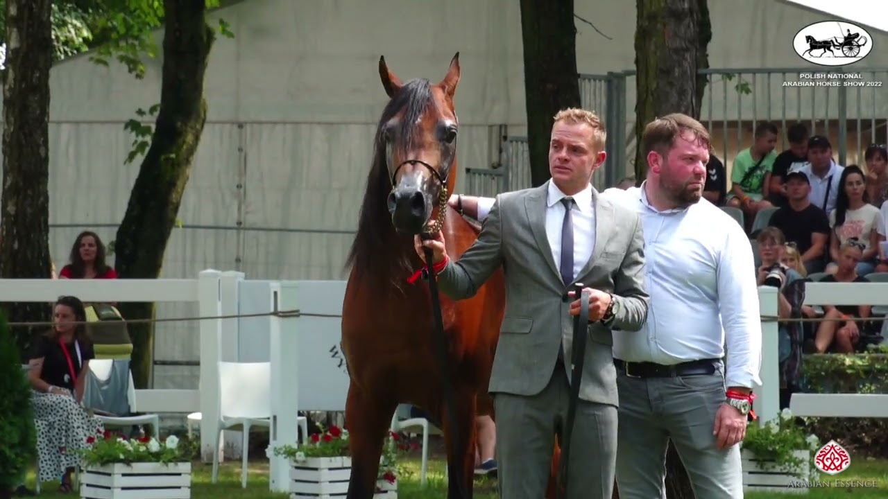 POP 2022   Polish National    Best Offspring of Ekstern