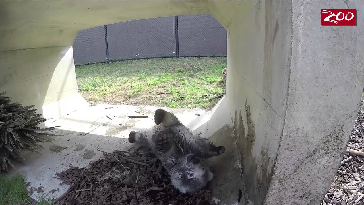 Nora Polar Bear Cub Update