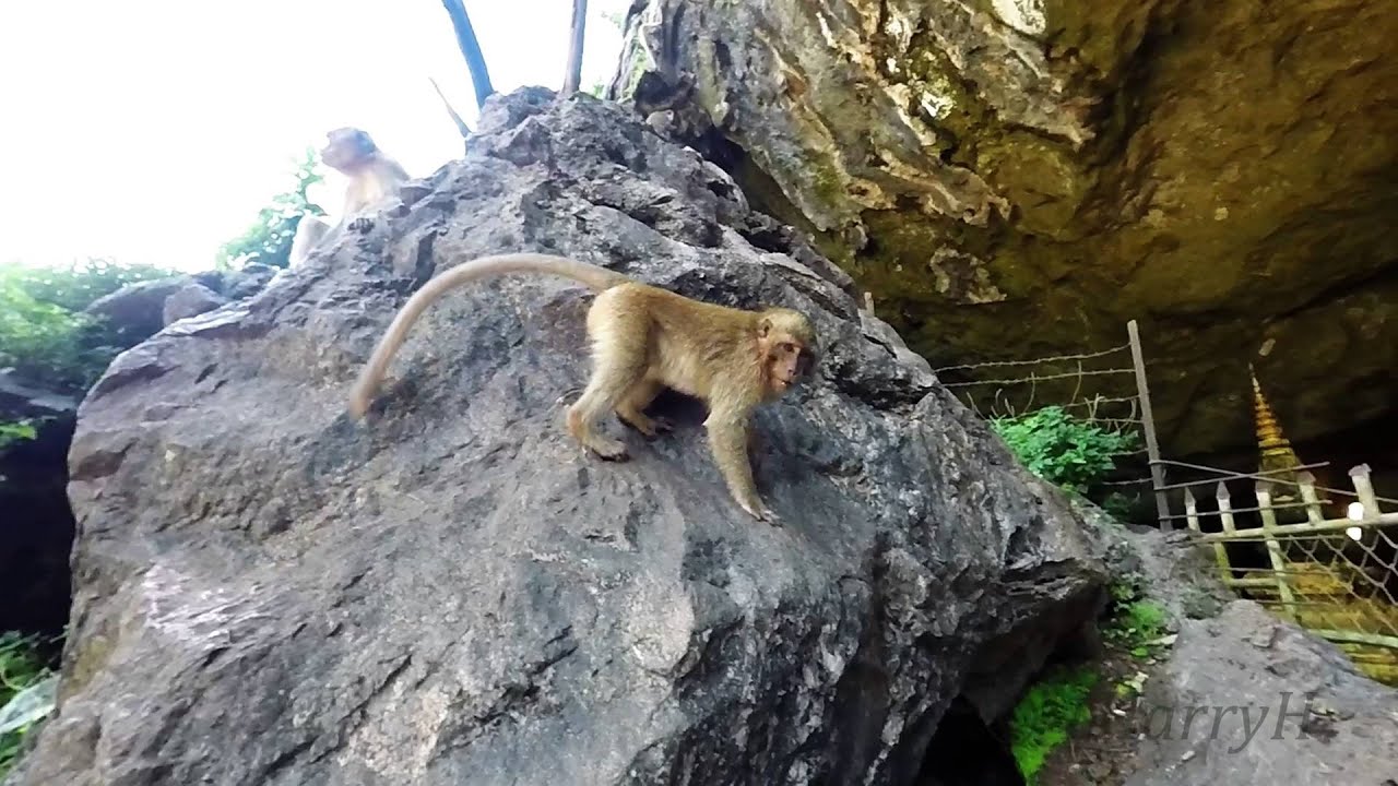 Monkeys feeding at front of 