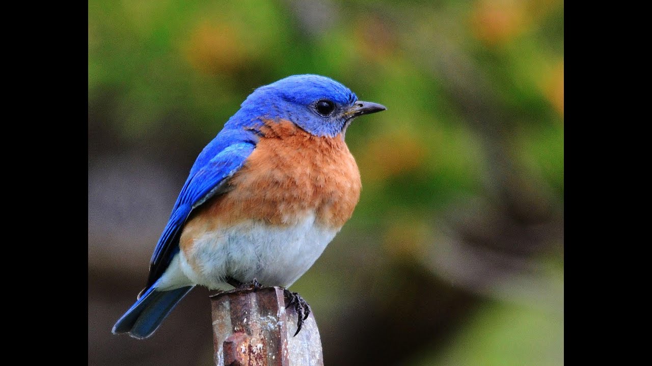Bluebird House #1      Day 6 of nest build.