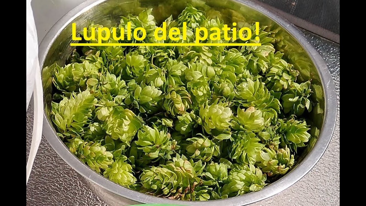 Cosechando lupulo en casa - Cerveza Artesanal