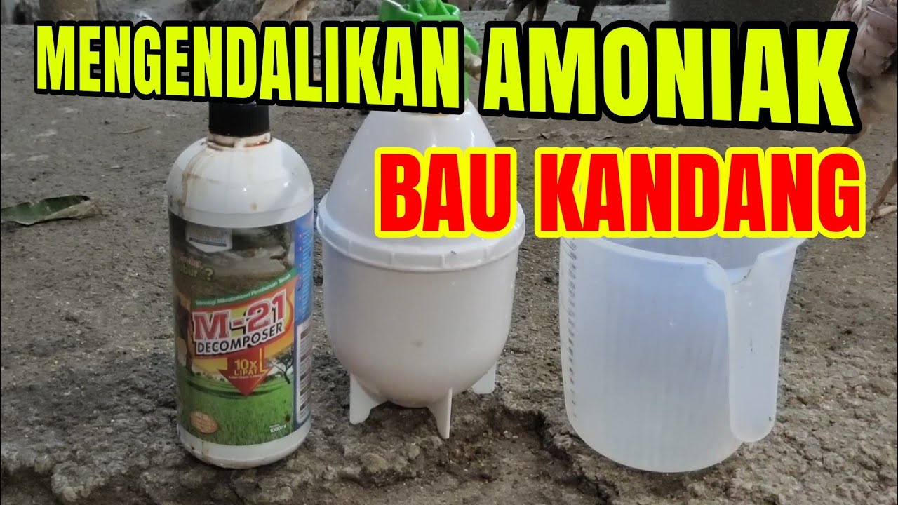 CARA EFEKTIF MENGENDALIKAN AMONIAK DAN BAU KANDANG