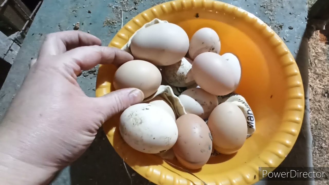 #Дрожжевание корма для улучшения яйценоскости кур. Собираю 40 яиц от 37 кур.
