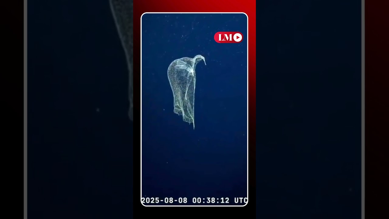 &iquest;Un fantasma en las transmisiones del CONICET?