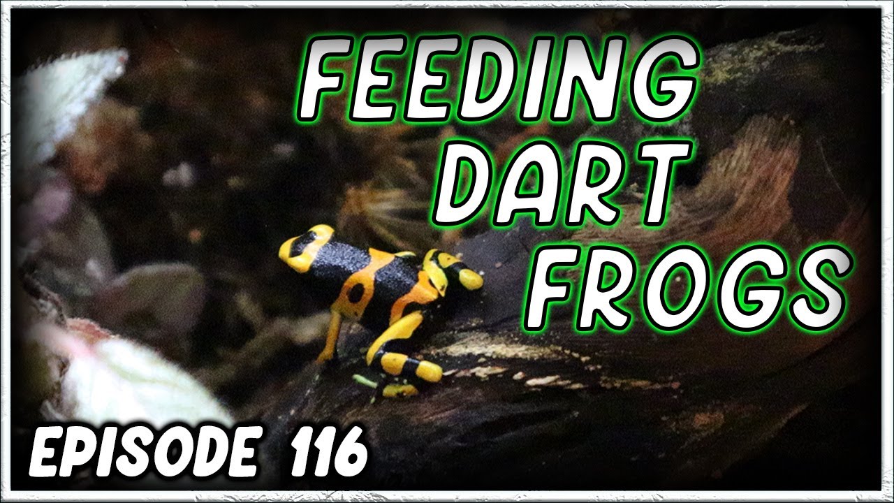 Feeding Poison Dart Frogs | Dendrobates leucomelas