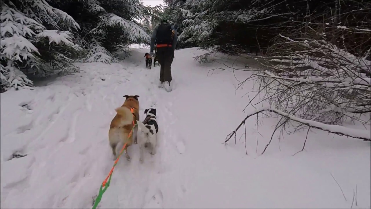 Dogtrekking Harz, 10.12.2017