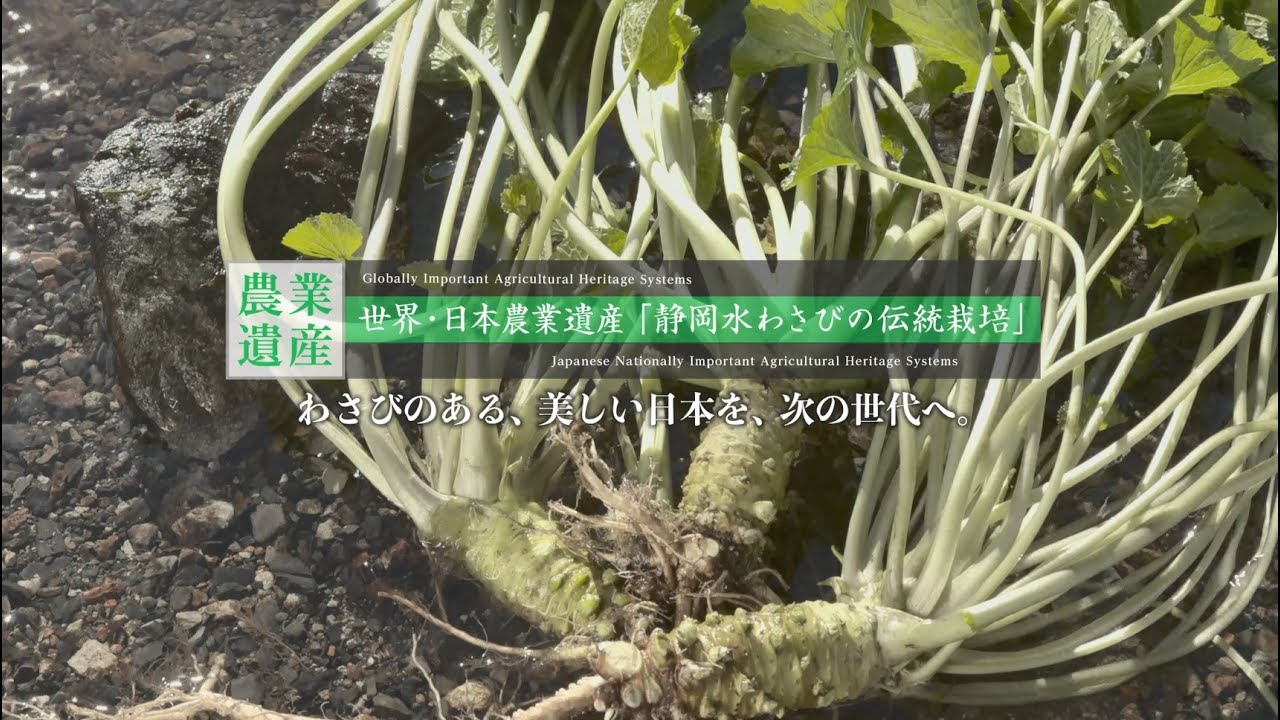 世界・日本農業遺産「静岡水わさびの伝統栽培」
