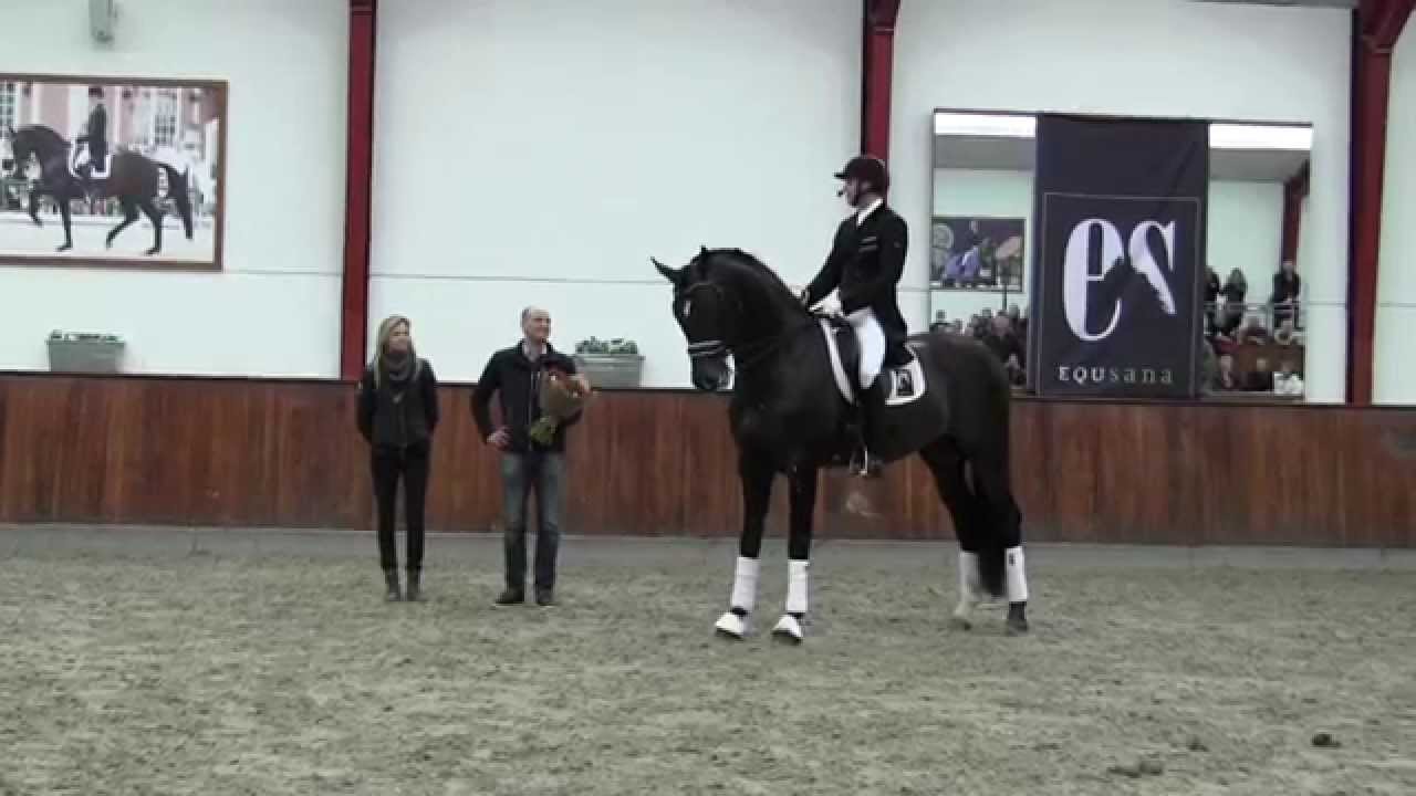 Sir Donnerhall II Helgstrand Dressage Stallion show 2014
