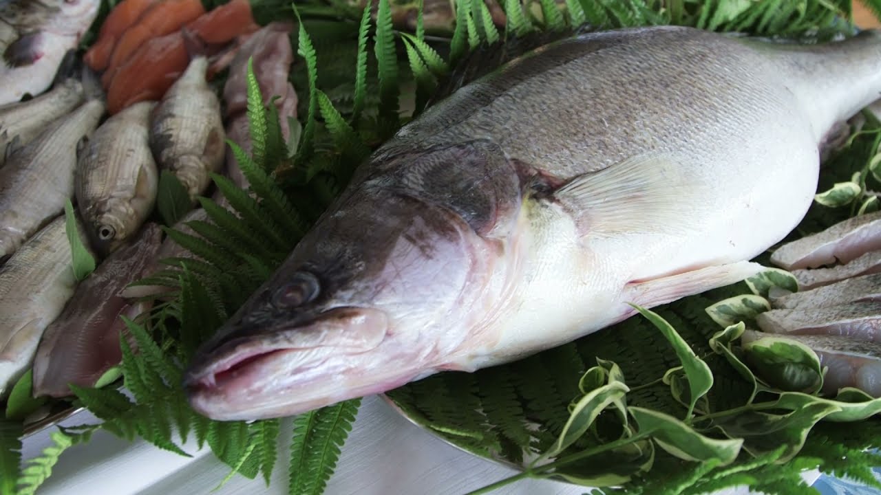 Il pesce di lago un prodotto che può crescere