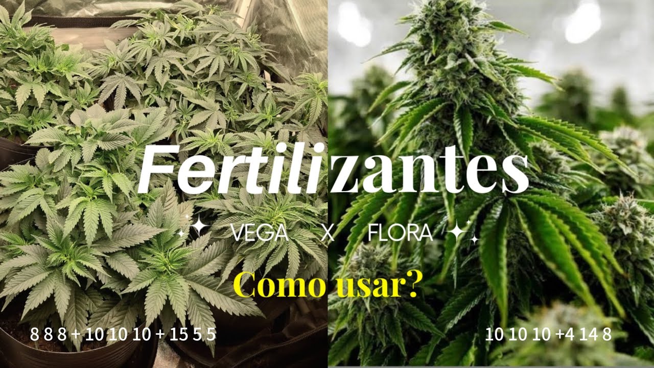 FERTILIZANTE para Cannabis/MACONH, Como usar? M&eacute;todo F&Aacute;CIL e BARATO!