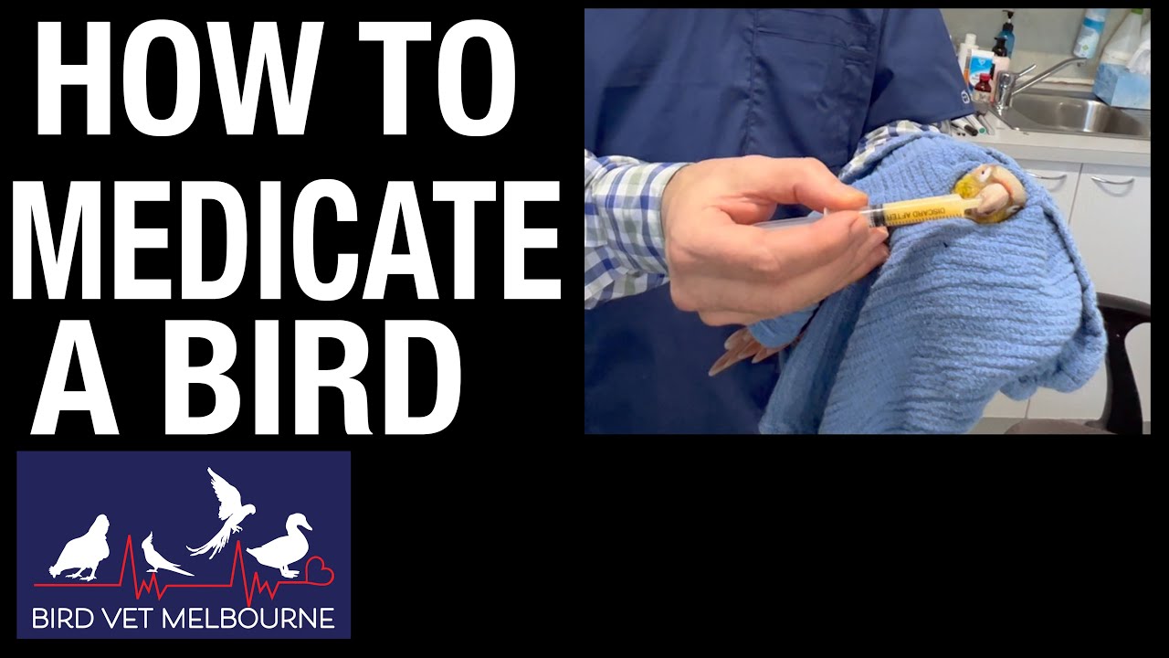 How to give parrots oral medication... at Bird Vet Melbourne
