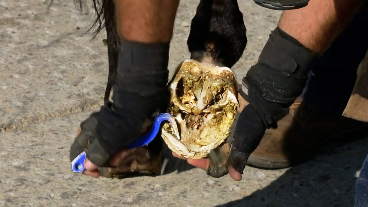 Barefoot Horse Hoof Trimming - Long