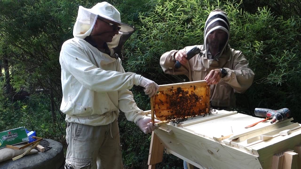 transvasement ruche à cadres vers kenyane