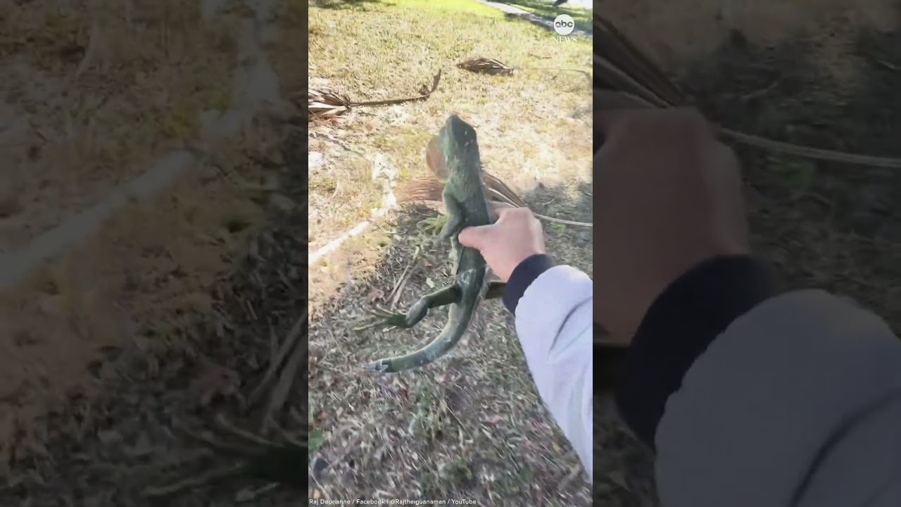 Floridians picking up cold-stunned iguanas