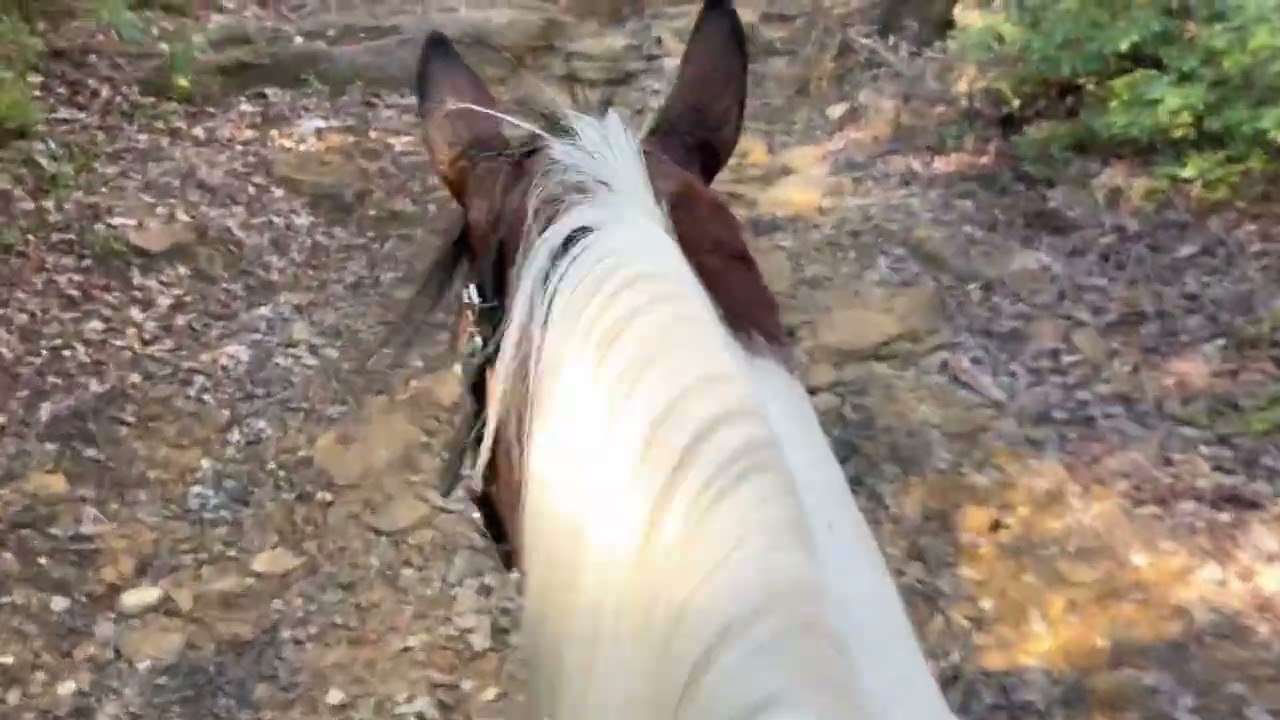 Comanche Kentucky mountain gelding 