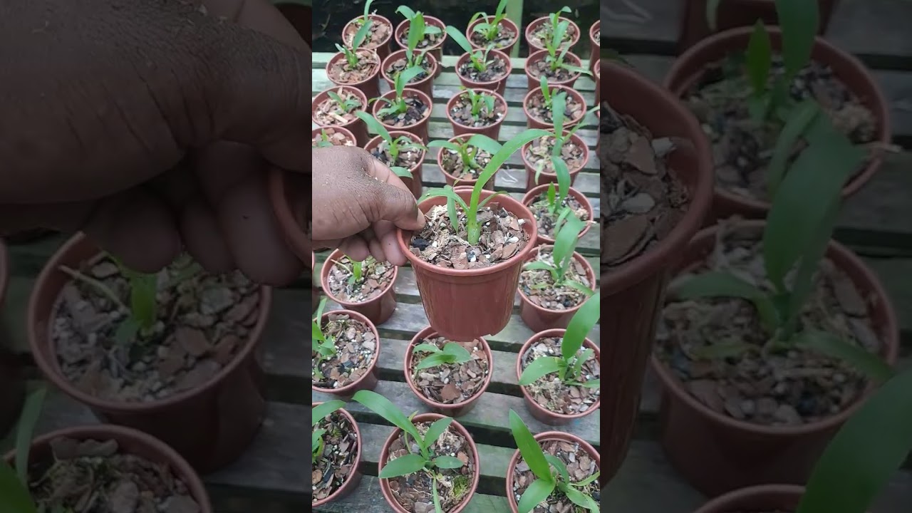 Orquidario Pé da Serra itaguai Quebrando tabu plug no cultivo de orquídeas 