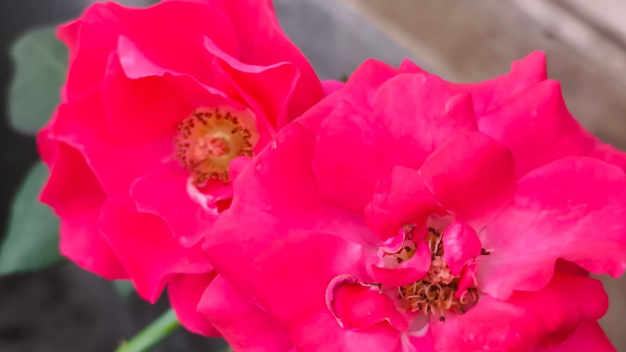 സുപ്രഭാതം കൂട്ടുകാരെ🥰@EbyEesovlogs