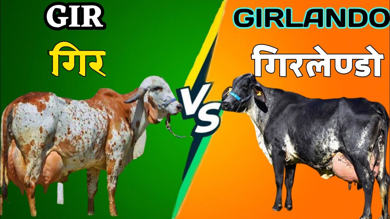 Gir vs Girlando cow || gir cow || Girlando cow || girlendo cow farm in India