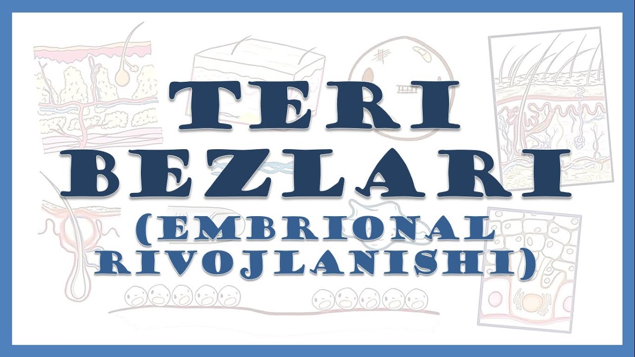 Teri bezlarining embrional rivojlanishi | Eccrine and apocrine sweat glands