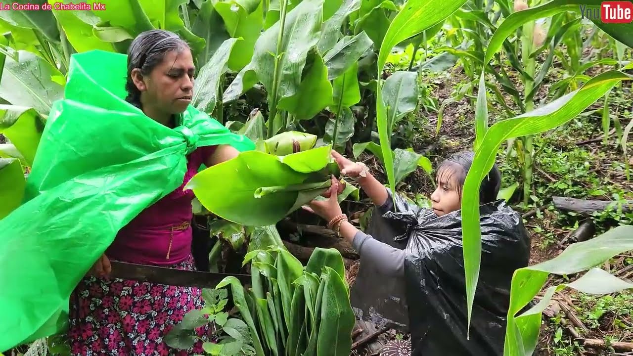 ✅️😃Bajo la lluvia fuimos al campo a traer hojas para preparar ricos tamales de papa