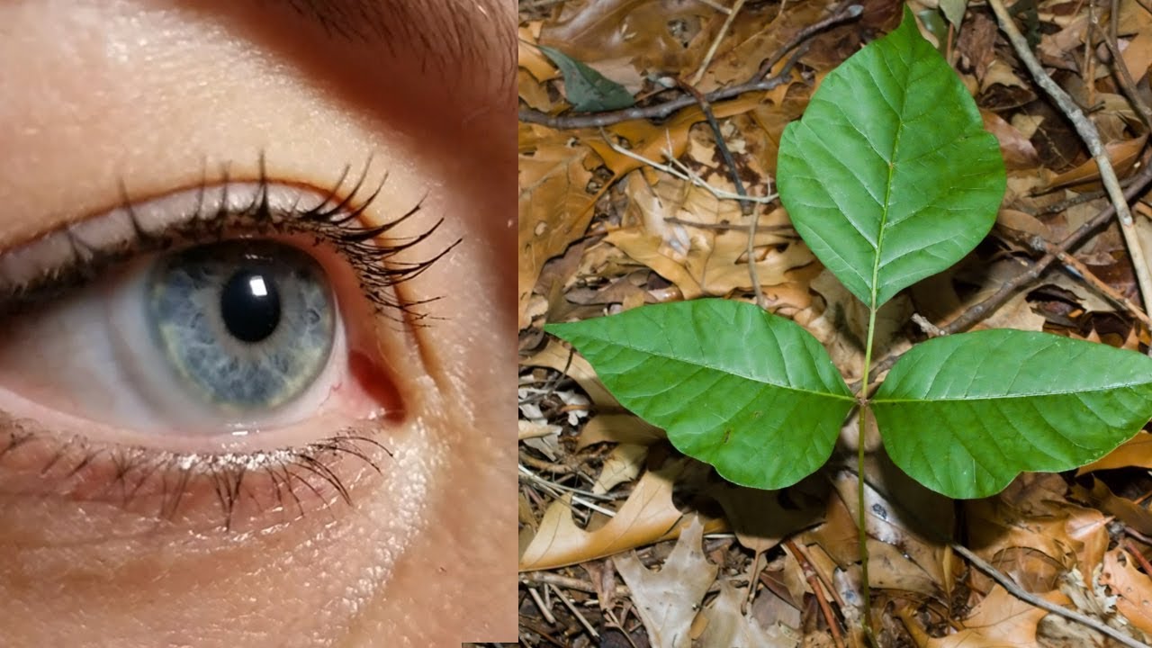 Best Poison Ivy Video Identification Guide