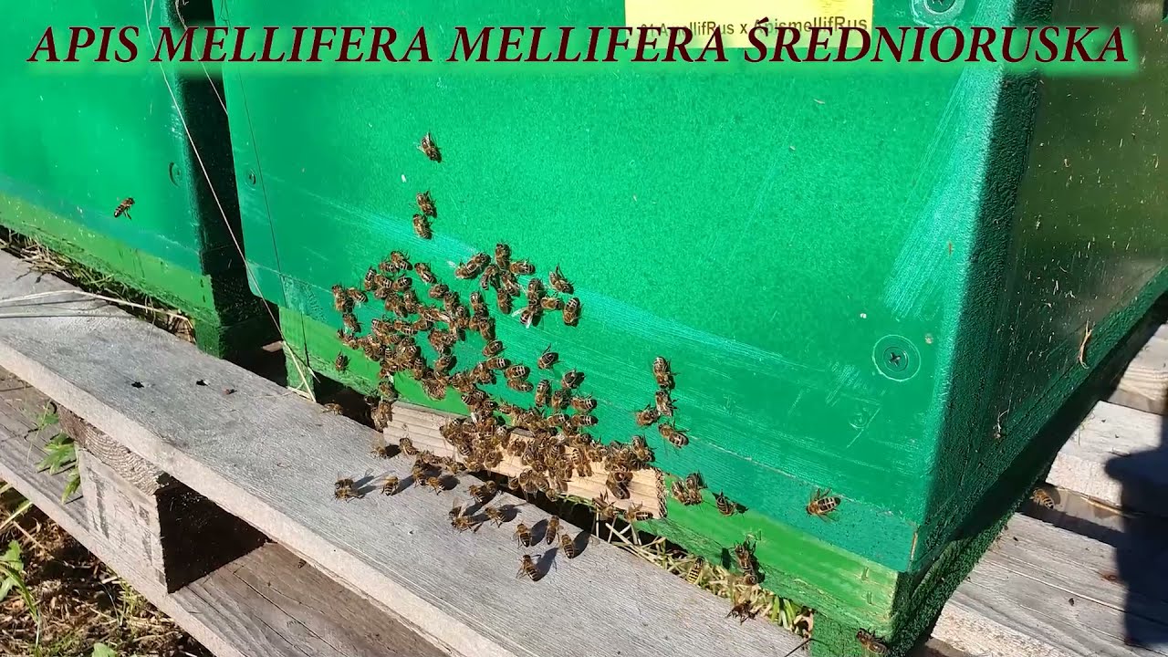 Apis mellifera mellifera średnioruska - dzika matka pszczela z Rosji - matki pszczele pawluk.net.pl