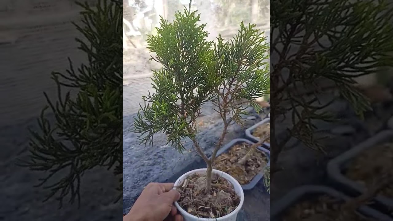 Chinese Juniper bonsai | Available on IndiaMART