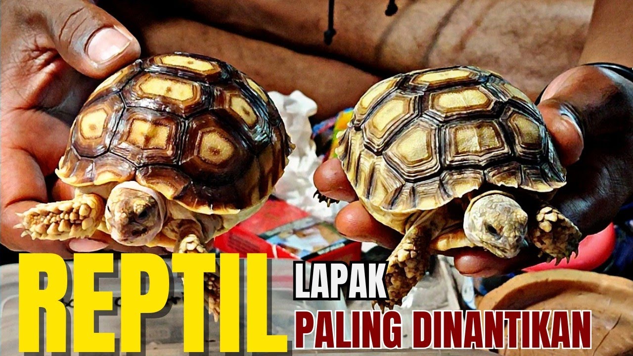 LAPAK REPTIL PALING DINANTIKAN !!! UPDATE HARGA REPTIL DI JATINEGARA TERBARU