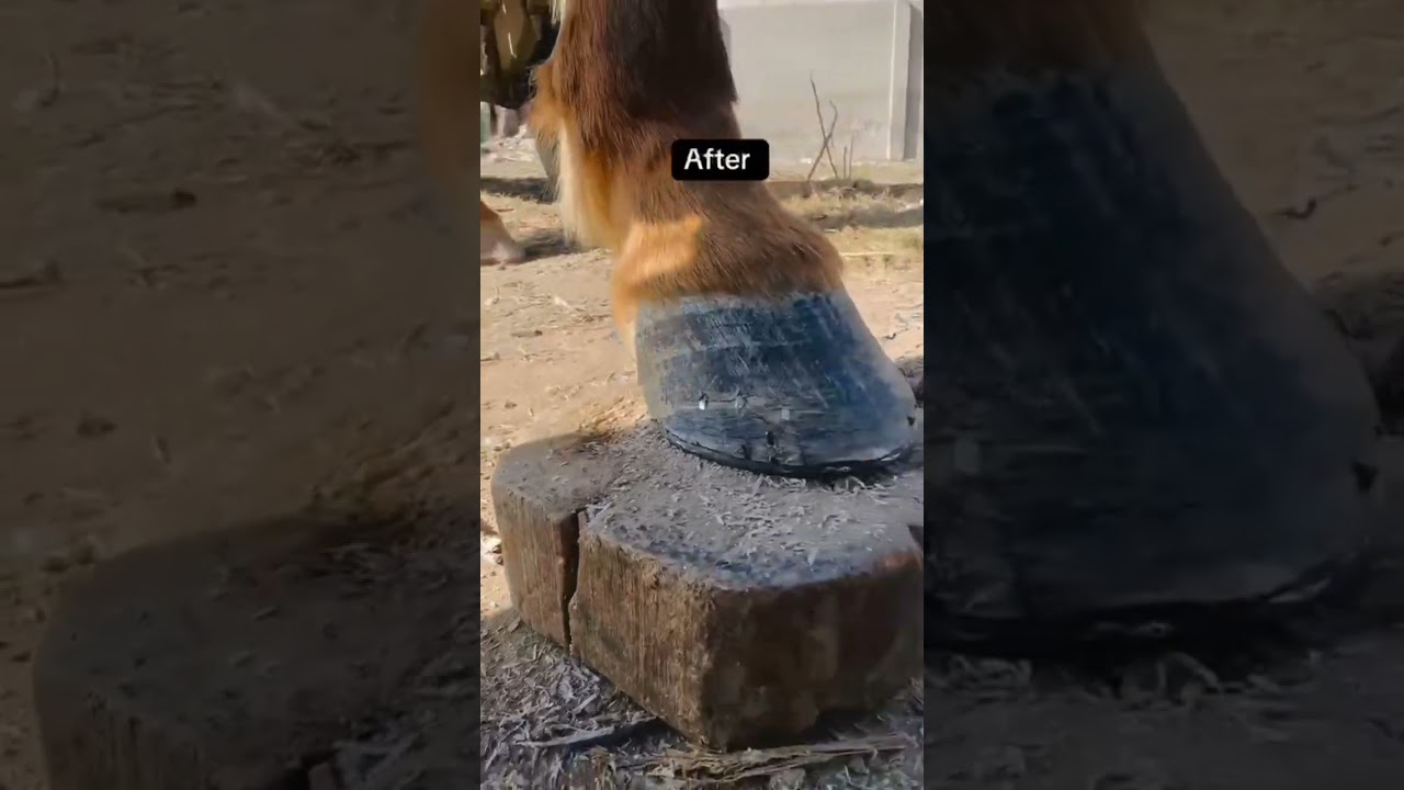 #hoof
