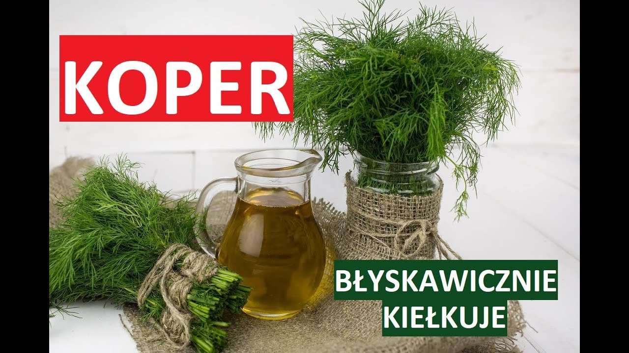 KOPER - BŁYSKAWICZNIE KIEŁKUJE, SZYBKA UPRAWA
