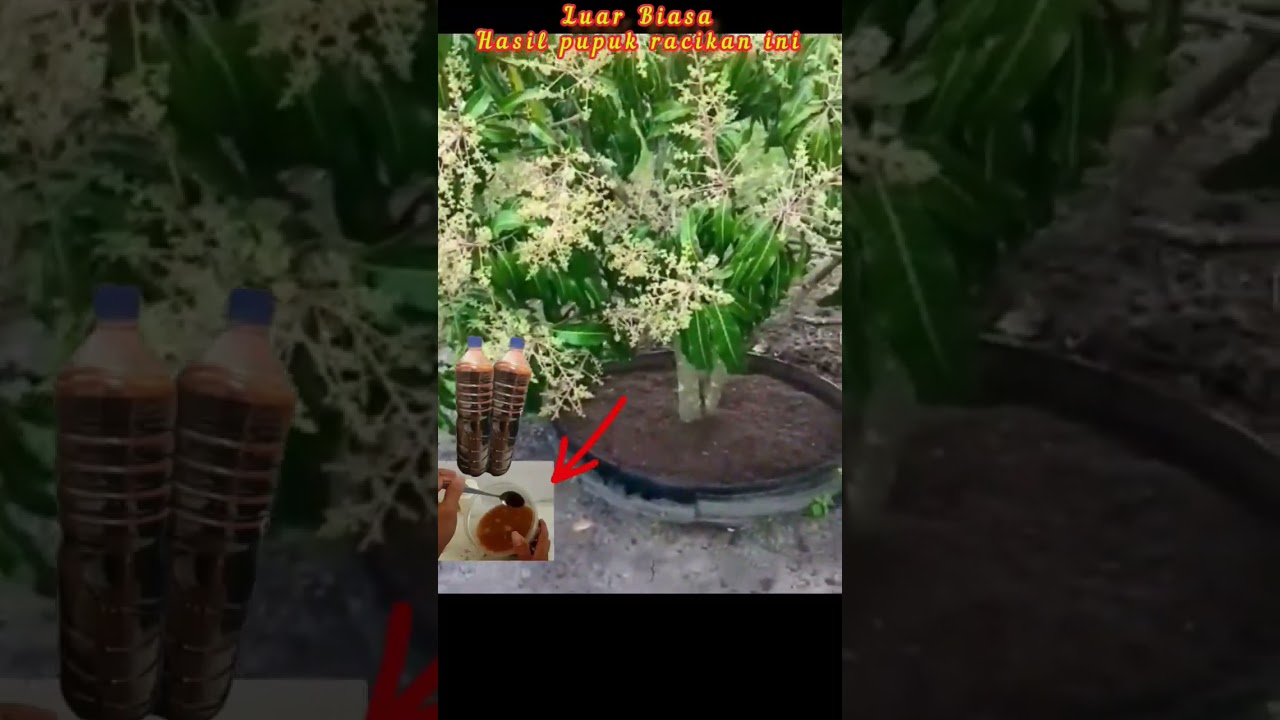 Racikan pupuk perangsang buah ini hasilnya #perangsangbuah