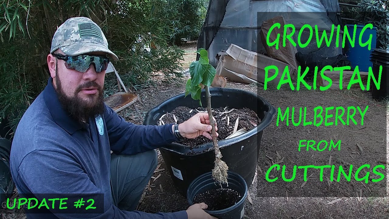 Growing Pakistan Mulberry From Cuttings | Update #2