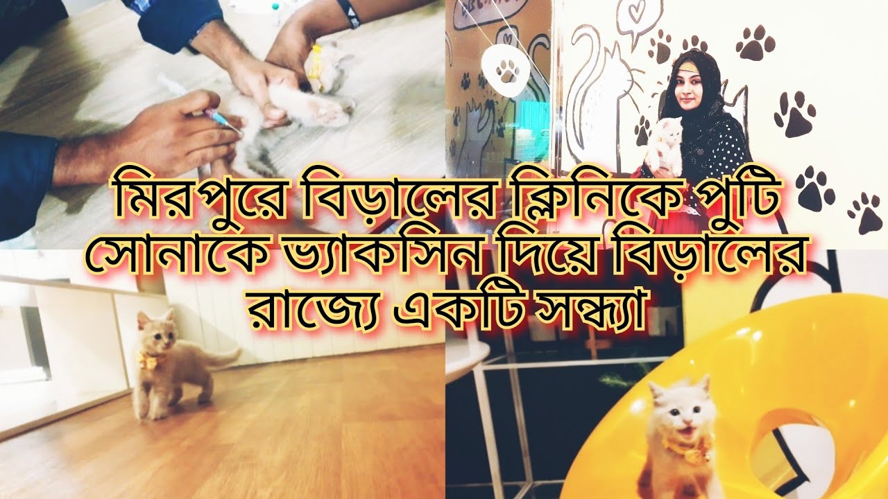 মিরপুরে বিড়ালের ভ্যাকসিন এরপর বিড়ালের রাজ্যে পুটি সোনাকে নিয়ে | Pat Pet Cafe & Vaccine in Mirpur