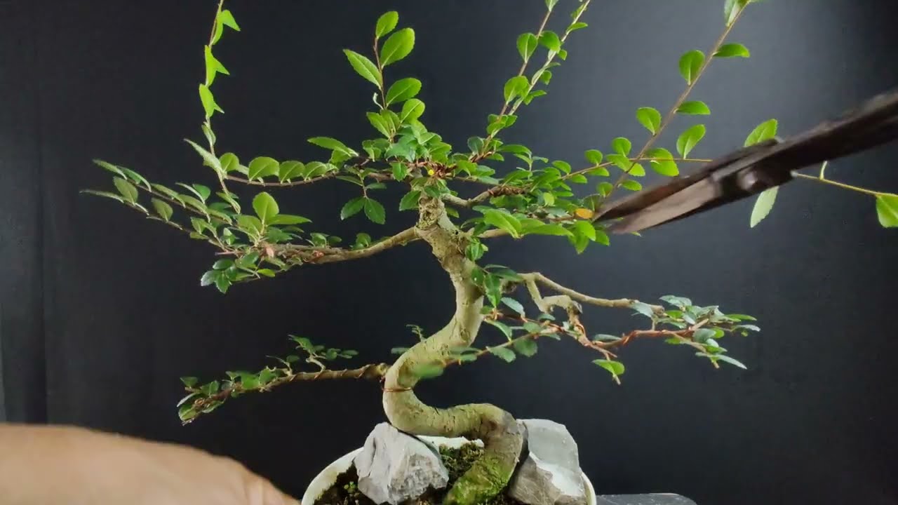 Chinese Elm | S-shape Bonsai | Pruning 