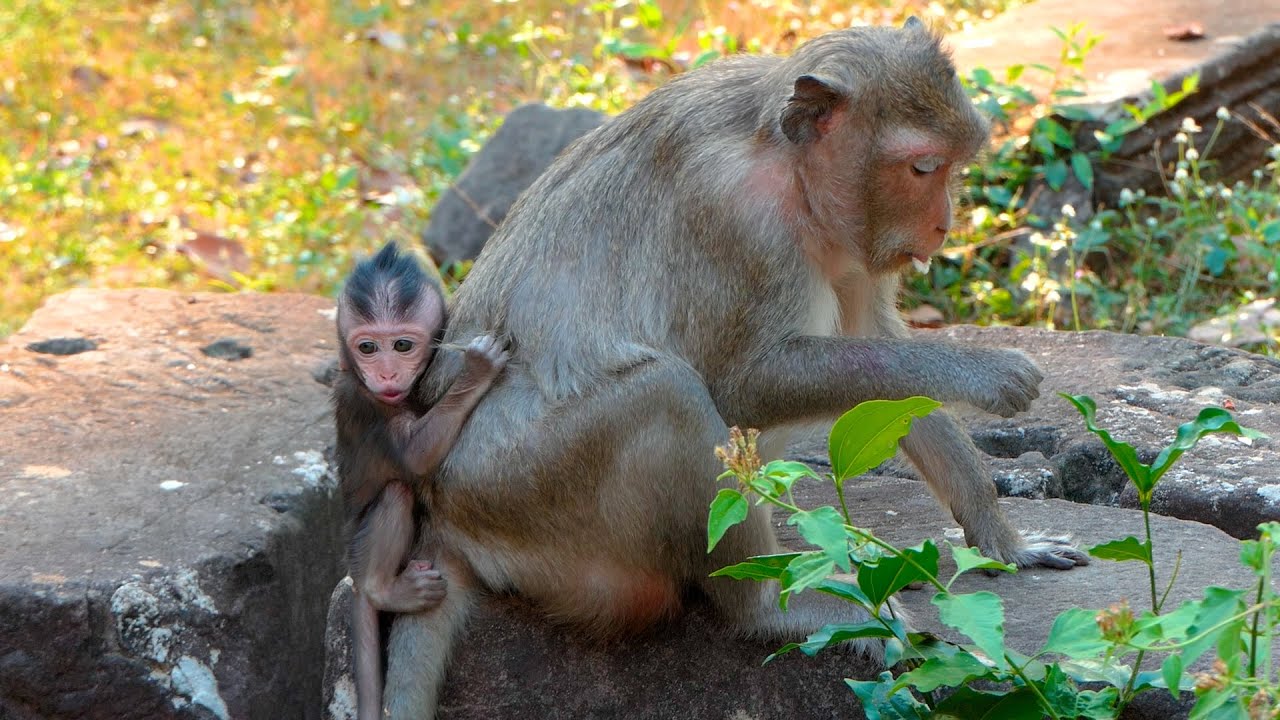 A Baby Monkey’s Plea for Milk Meets a Mother’s Firm Patience, Revealing a Quiet Bond of Devotion