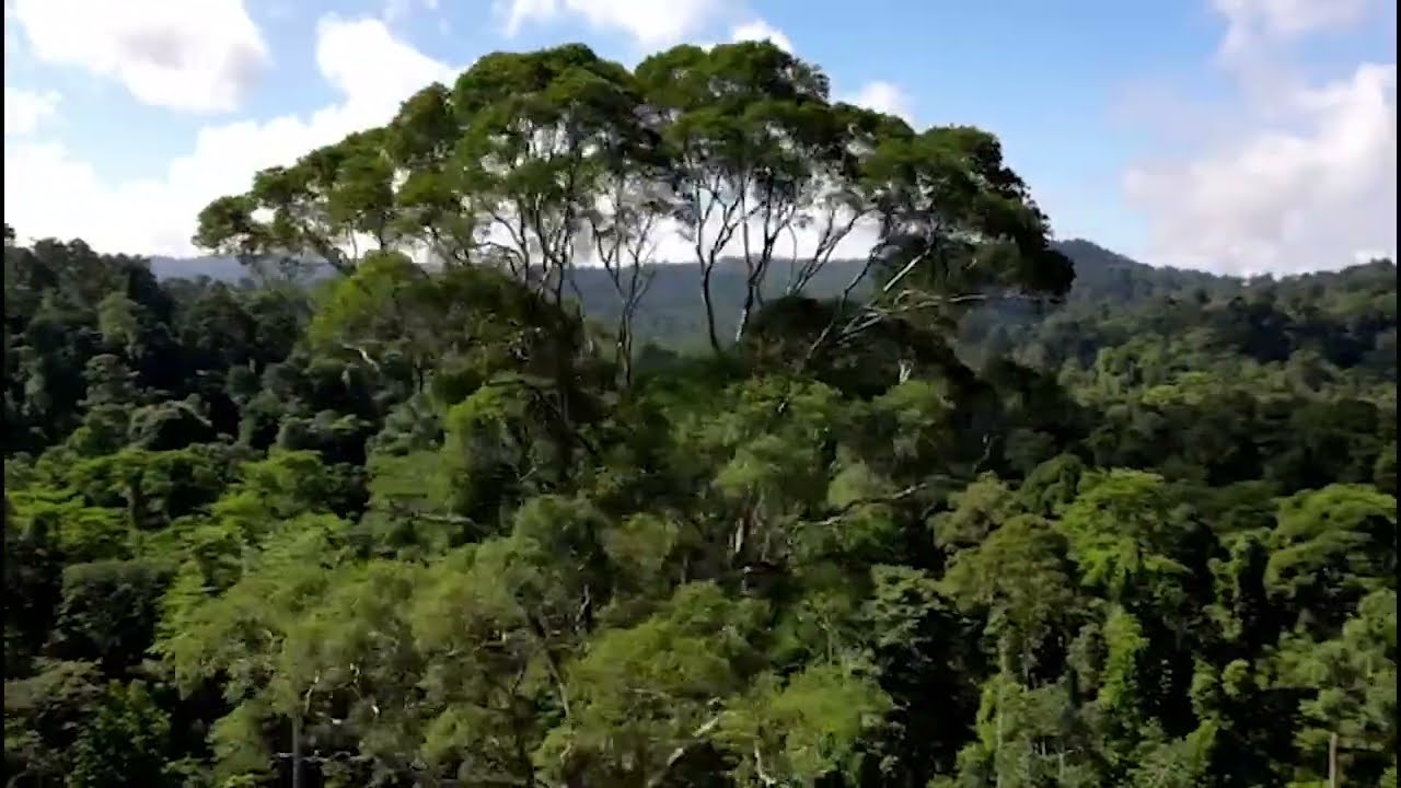 Tabin Giant Tree