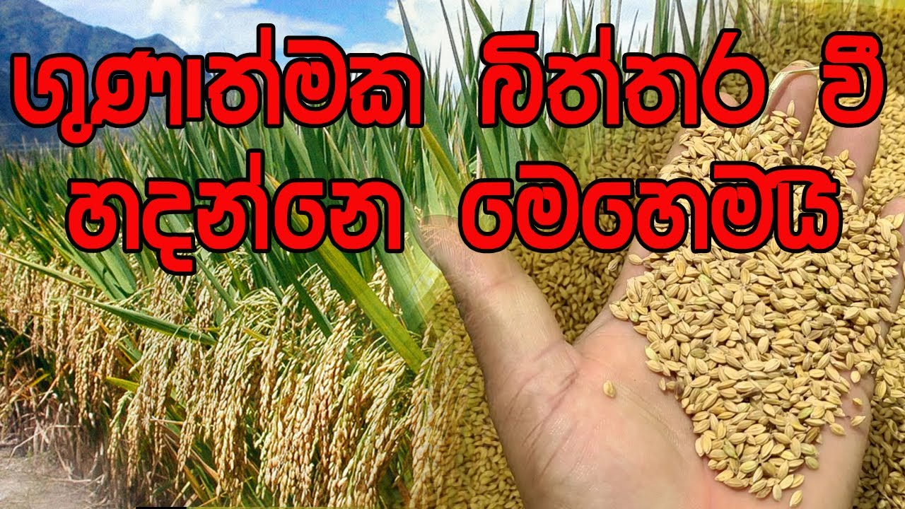ගුණත්මක බිත්තර වී නිෂ්පාදනය / Biththara Wee / Production of quality seed paddy