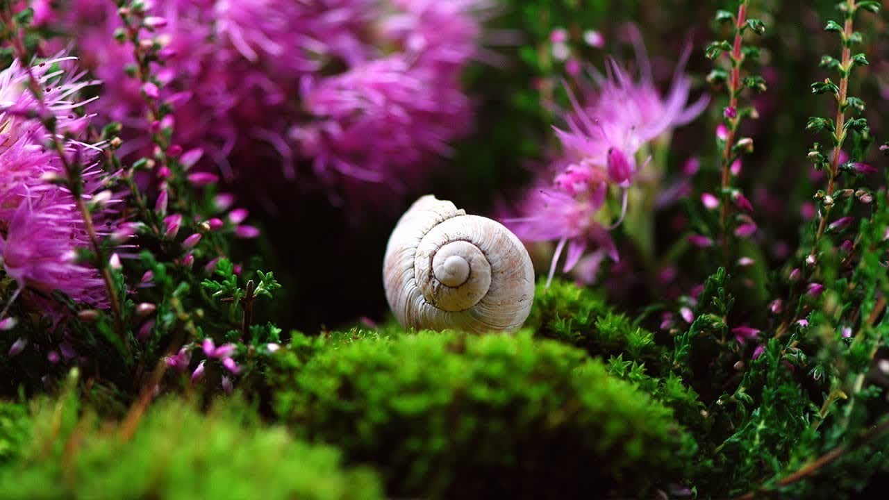 Tranquillo, Rilassante, Musica Strumentale, Musica di Meditazione Tesori della Natura Da Tim Janis