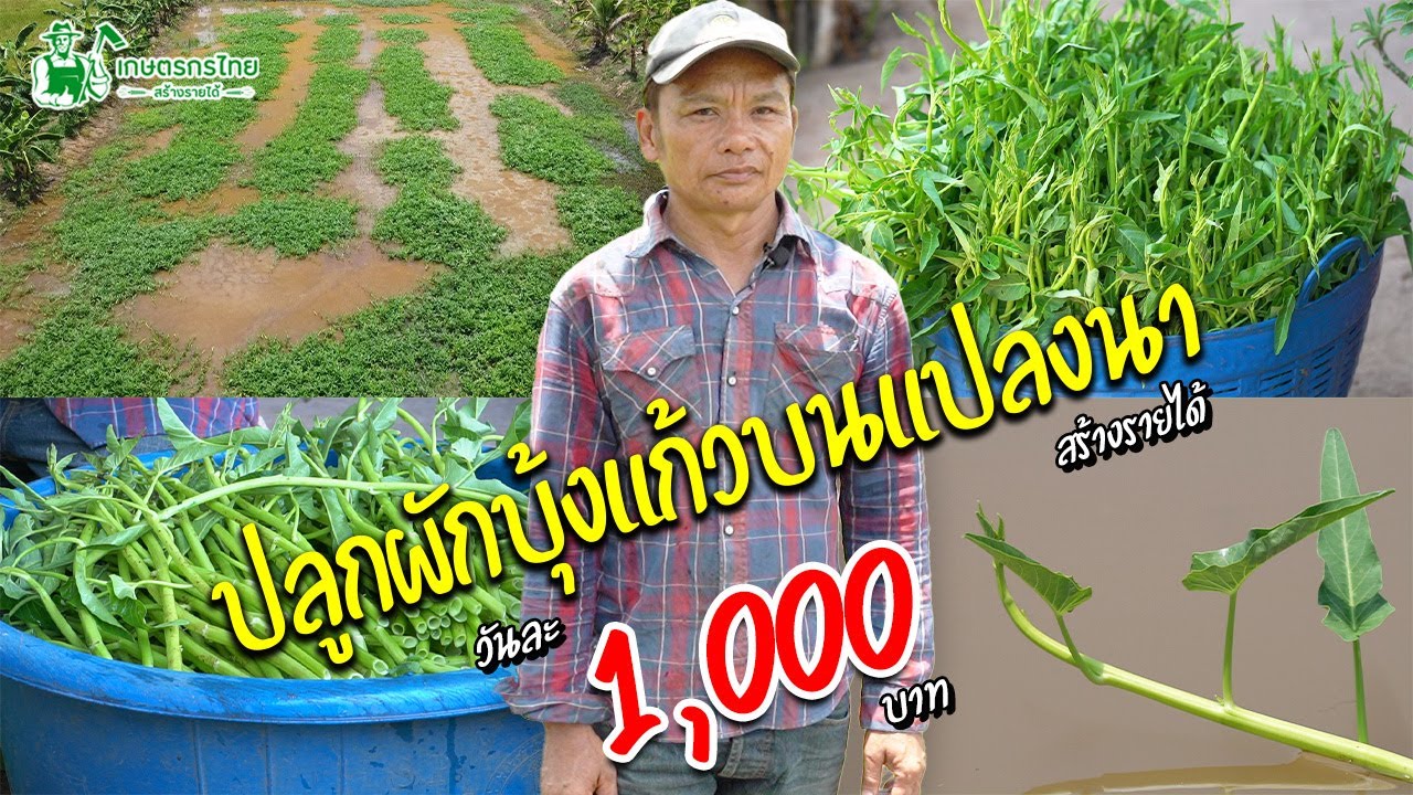 เทคนิคการปลูกผักบุ้งแก้ว บนแปลงนา สร้างรายได้สูงสุด 1,000 บาท/วัน #ผักบุ้งแก้ว #ปลูกผักบุ้งแก้ว