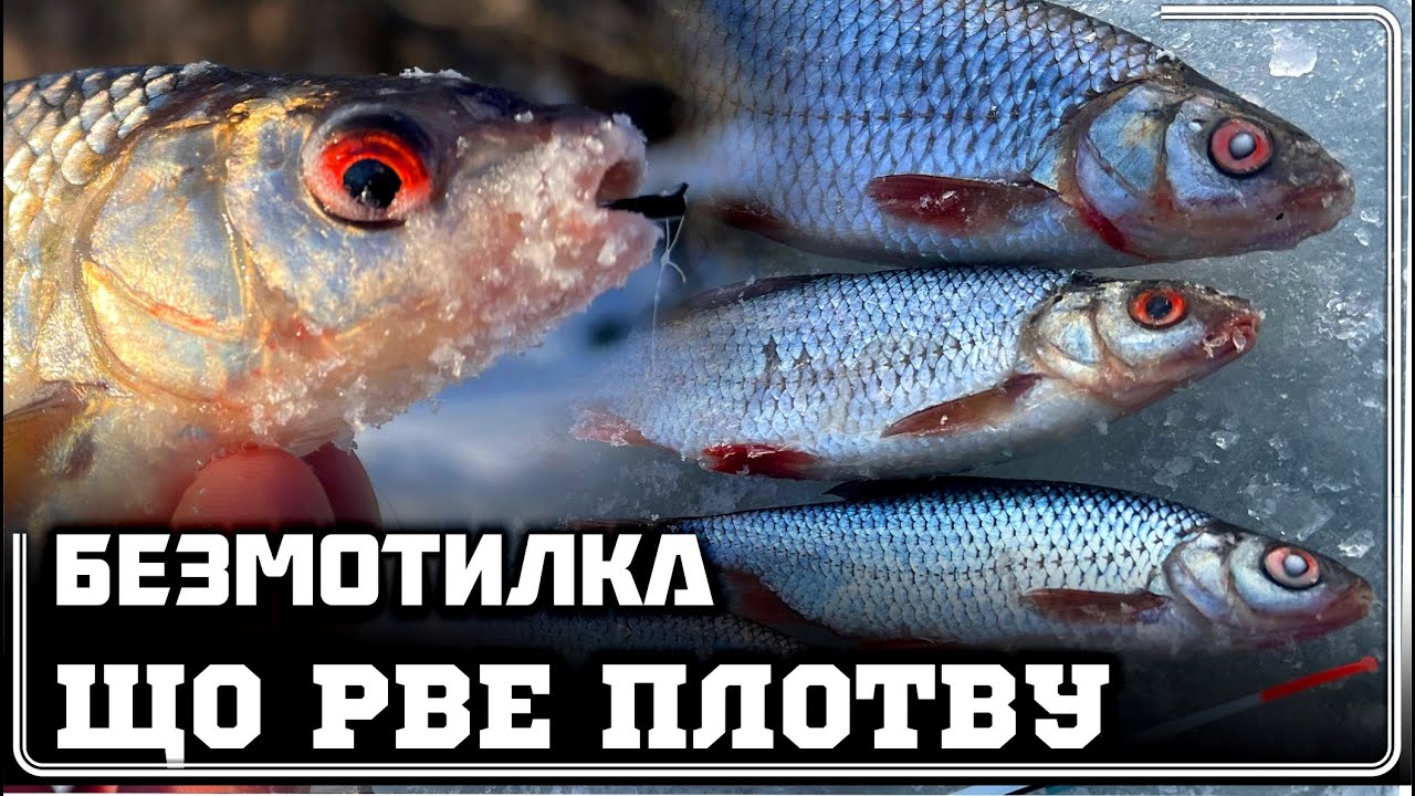 ✅️ БЕЗМОТИЛКА РВЕ ❄️ 🔥  ТОП МОРМИШКА на ГАРНУ ПЛОТВУ‼️ НАРЕШТІ несподіваний БОНУС 🚀🔥