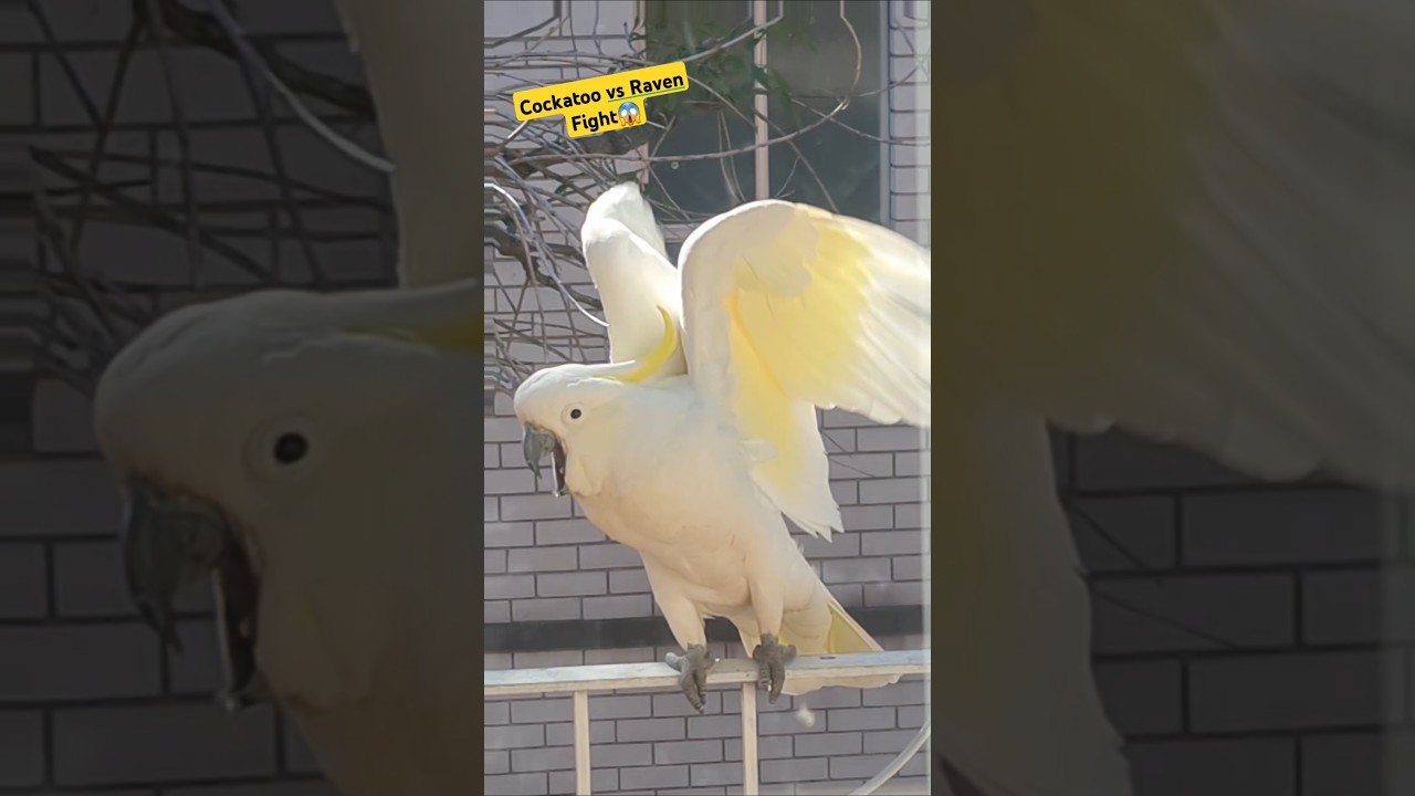 #viralvideo #birds #foryou #cockatoo #viralshort #cockato #parrot #fight