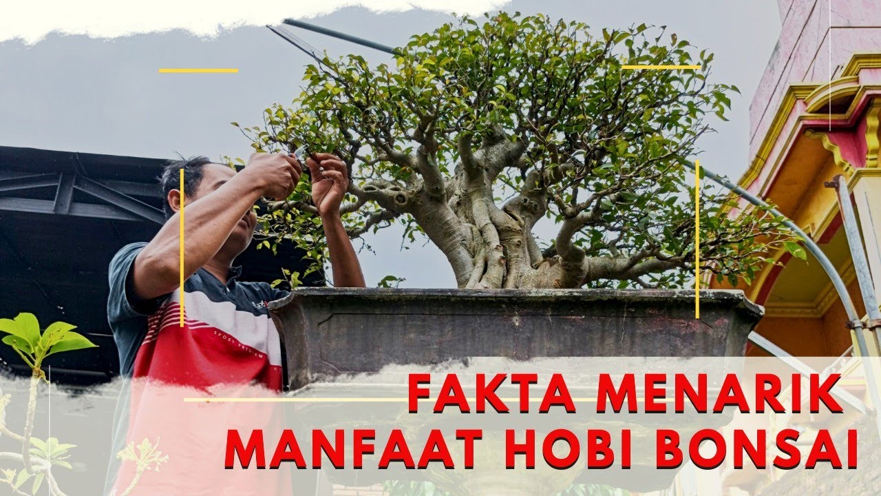 Ternyata Ini Manfaat Hobi Bonsai