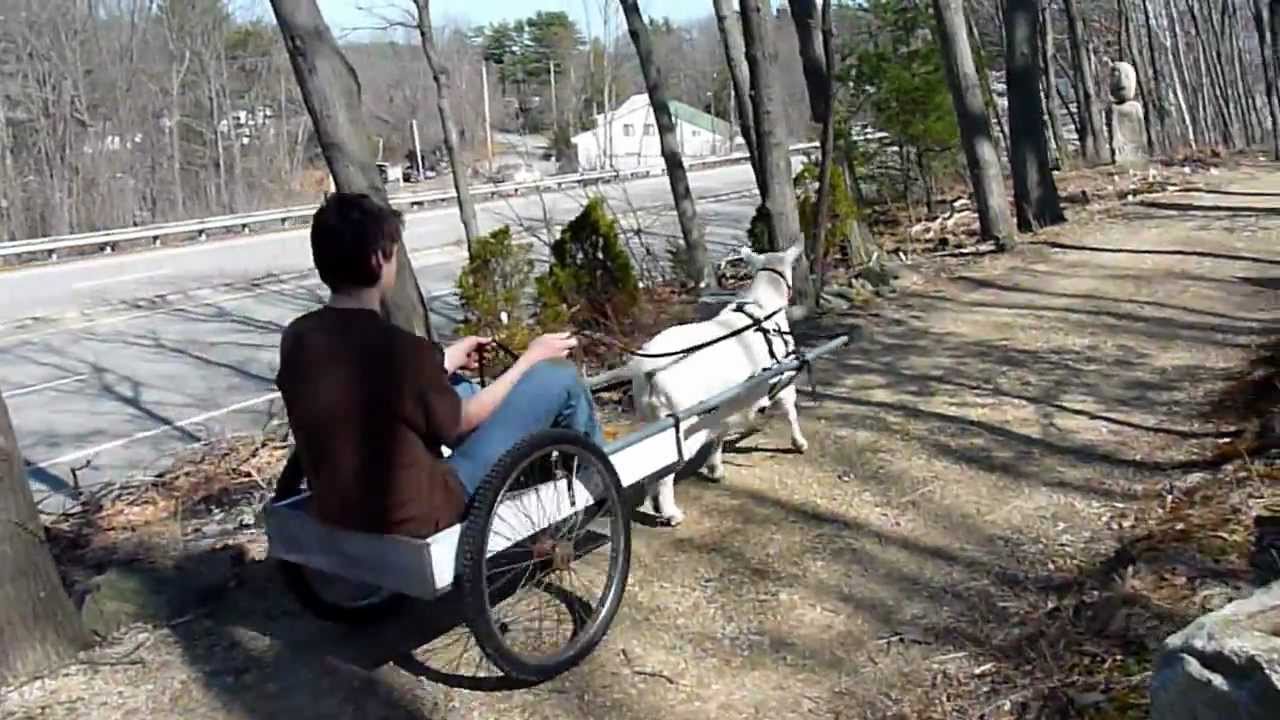 Goat pulls cart and crashes